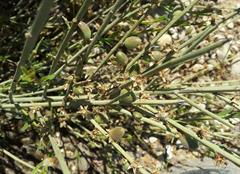 ارژن / بادام کوهی